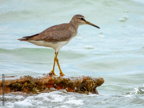 Grey-tailed Tattler (Heteroscelus brevipes) in Australia photo