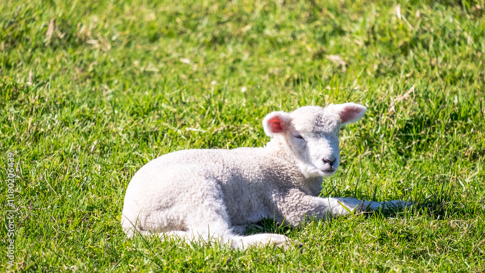 Obraz premium Little lambs graze on a green meadow, Shakespear Regional Park, New Zealand