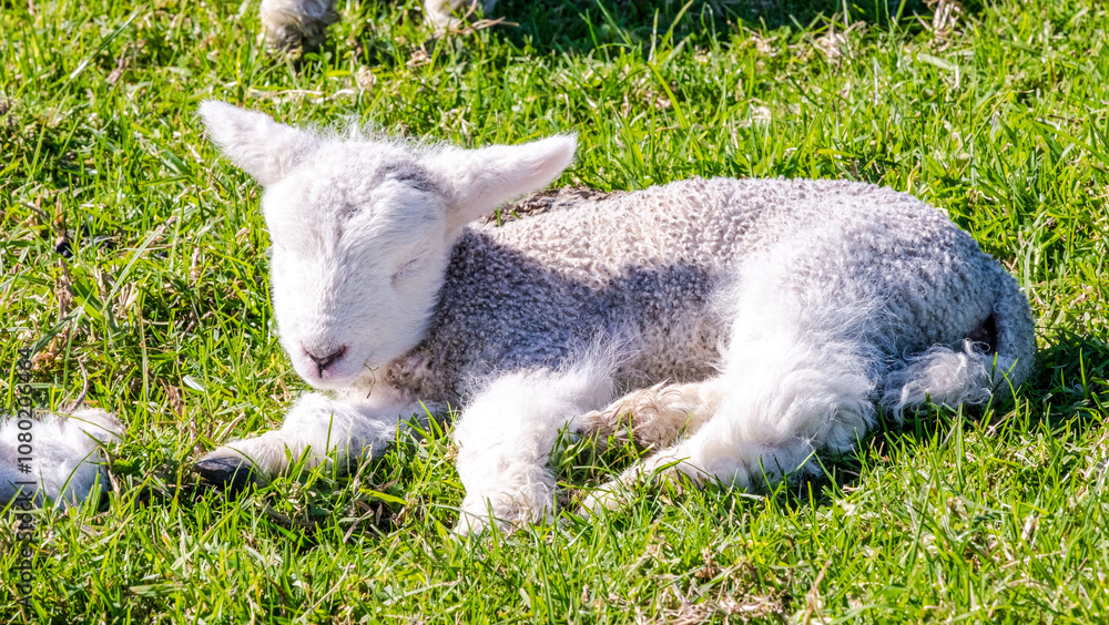 Obraz premium Little lambs graze on a green meadow, Shakespear Regional Park, New Zealand