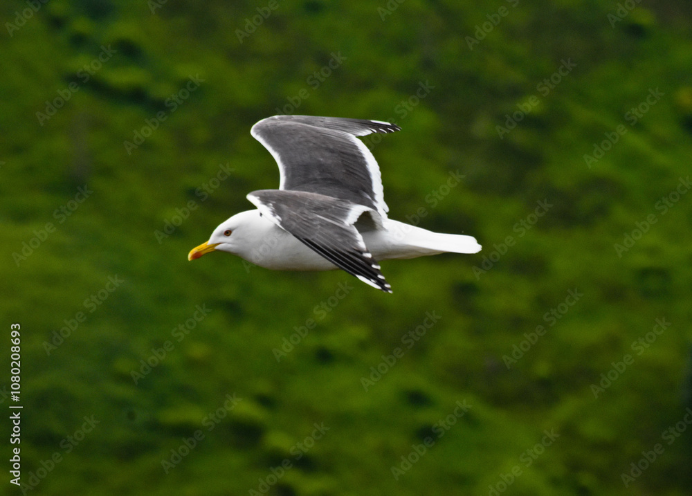 Obraz premium seagull sight