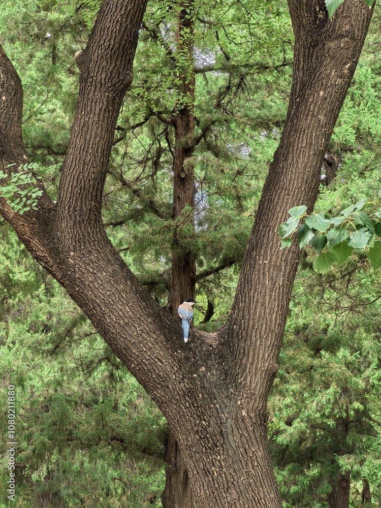 Fototapeta premium tree in the park