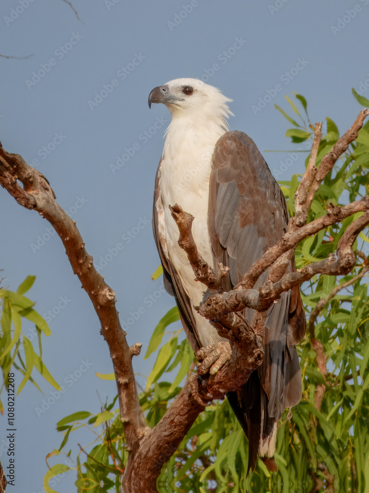 White-bellied Sea-Eagle (Haliaeetus leucogaster) in Australia White-bellied Sea-Eagle (Haliaeetus leucogaster) in Australia