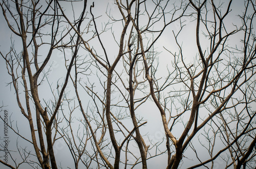 A dead dry tree in the dry season and winter with dark black clouds cloudy to rain