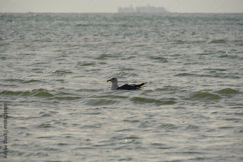 Fototapeta premium 바다위 갈매기 한마리