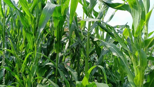 close up of corn plant leaves with bright blue sky background (Zea mays). background copy space for corn plants