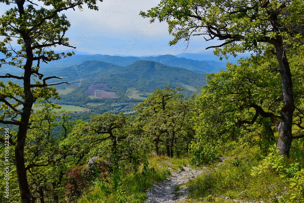 Obraz premium Acacia forest in the foothills of Adygea mountains, Adygea Republic of Russia