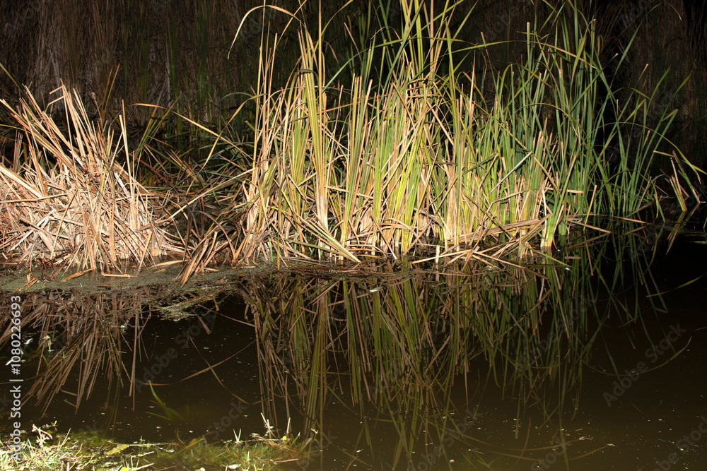 Cattails and reeds on river at night Cattails and reeds on river at night
