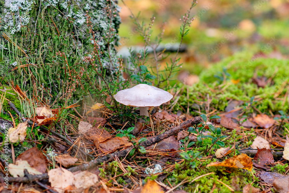 Mushrooms in the fall woodland reflecting autumn forest wonders. High quality photo Mushrooms in the fall woodland reflecting autumn forest wonders. High quality photo