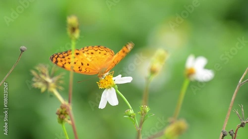 A yellow butterfly is perched on a flower stalk in the garden