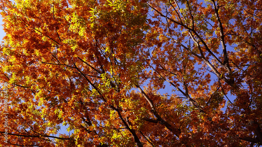 Beautiful Autumn Trees, Red and Yellow Maple Leaves in Full Fall Splendor Beautiful Autumn Trees, Red and Yellow Maple Leaves in Full Fall Splendor