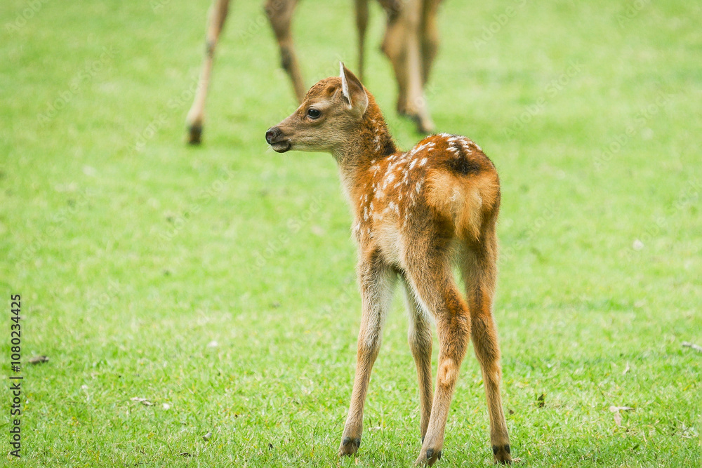Cute fawn in the short green grass field Cute fawn in the short green grass field