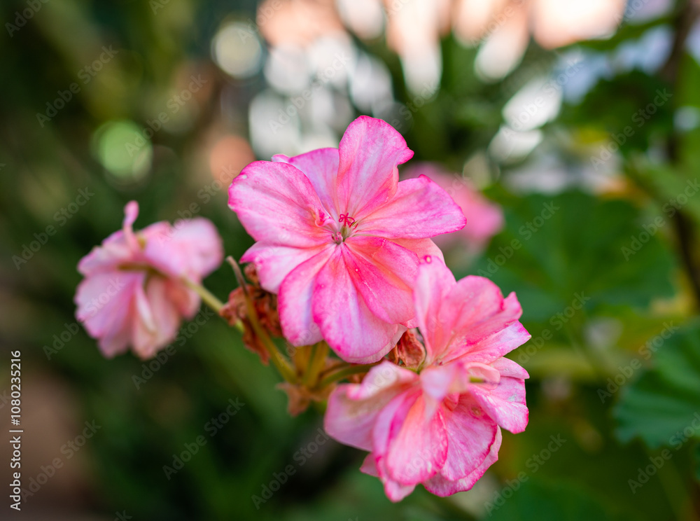 Close-up of pink flowers in autumn. Pink flower in the garden Close-up of pink flowers in autumn. Pink flower in the garden