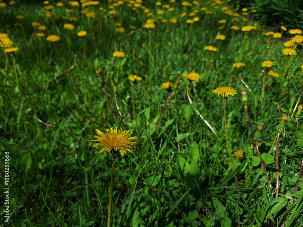 Small field of dandelions on a sunny day Small field of dandelions on a sunny day