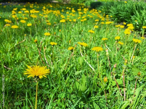 Small field of dandelions on a sunny day