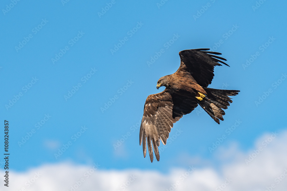 Fototapeta premium Majestic Bird of Prey in Flight