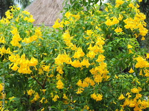 Yellow Bell Yellow Elder plant wet with rain. The yellow trumpet-shaped flowers are called Trumpet Vine and belong to the Bignoniaceae family. Colorful flowers bloom all year round. Easy to plant, 
 photo