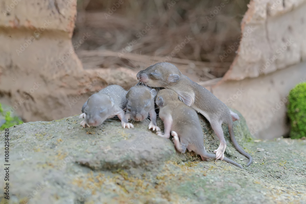 Fototapeta premium Four baby mice crawled out of their nest. This rodent mammal has the scientific name Mus musculus. 