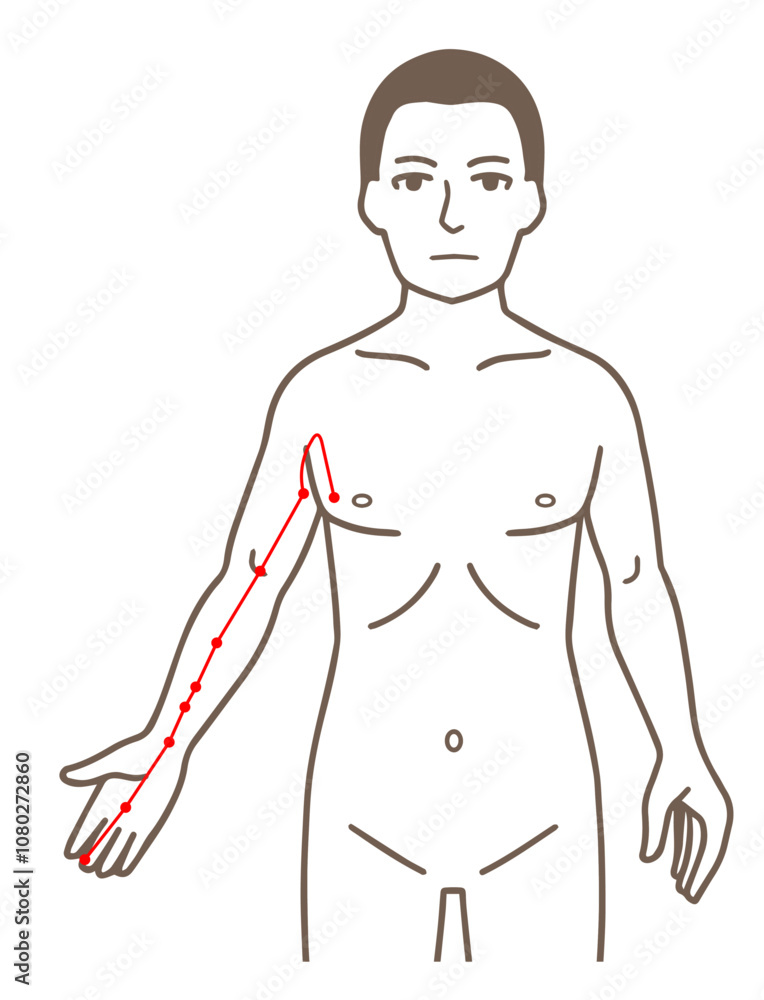 Fototapeta premium 鍼灸の経穴、手の厥陰心包経、ツボのイラスト