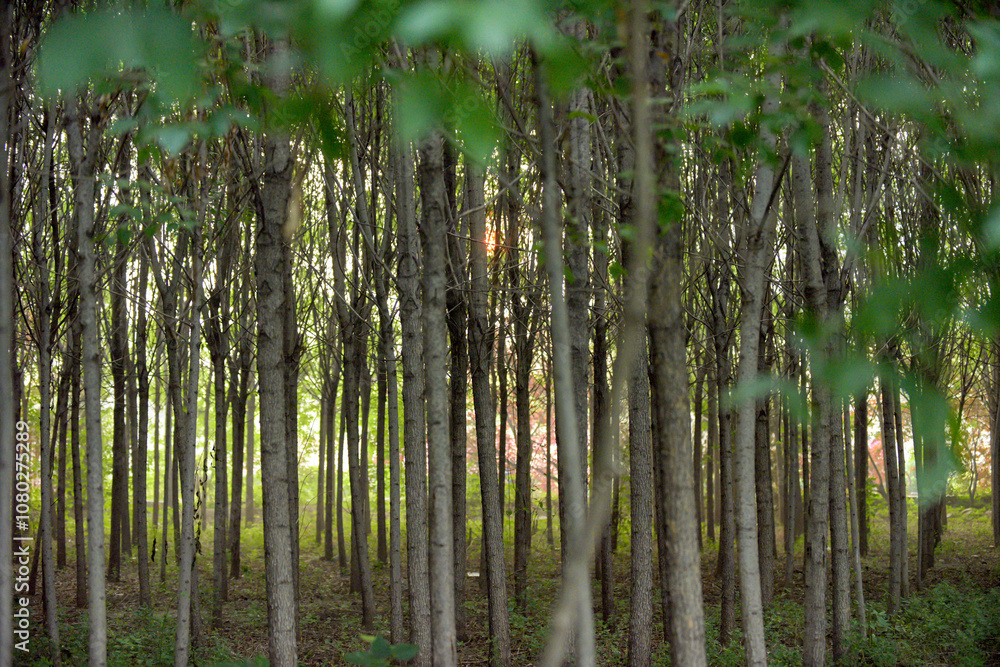 A gloomy poplar forest, forest landscape A gloomy poplar forest, forest landscape