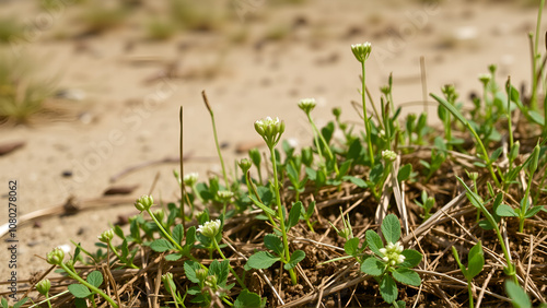 Clivers, catchweed (Galium aparine) on ruderal steppe sandy lands in the vicinity of settlements, ruderal vegetation. Arabatskaya strelka. Azov sea photo