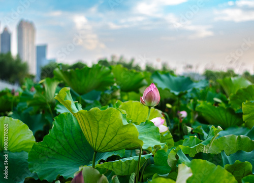 Photos Lotus Flower with Urban Background at ShaHu Park, Wuhan, China