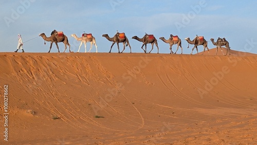 Dromedary camels in the desert