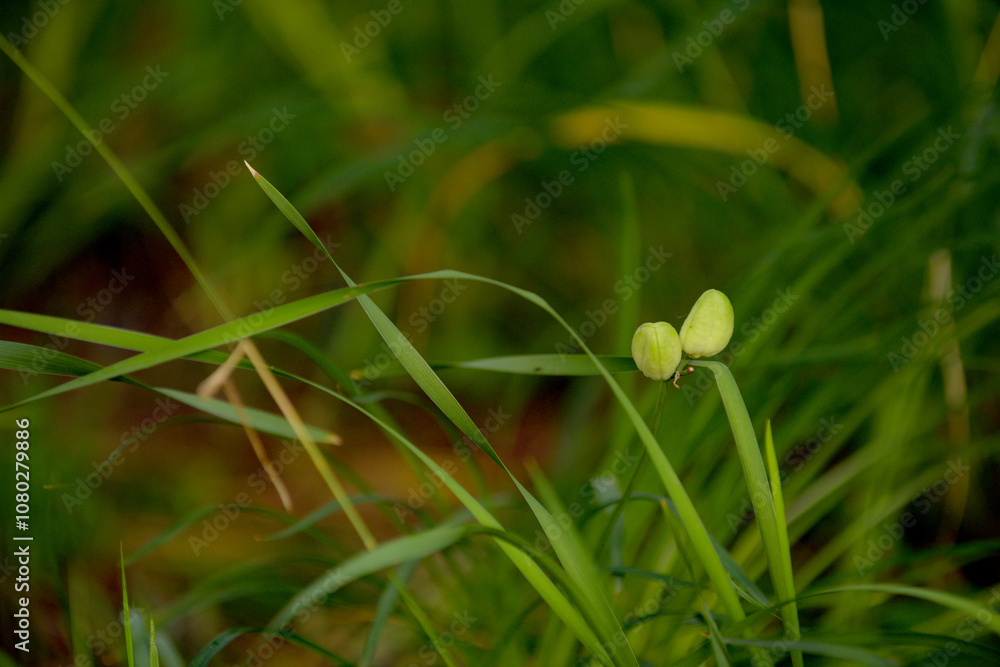 The flowers and plants that grow naturally in the fields are the main vegetation in the eastern part of North China The flowers and plants that grow naturally in the fields are the main vegetation in the eastern part of North China