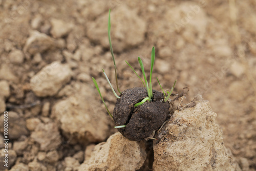 Guerilla Gardening Reforestation, DIY. Seed ball plantation. Seed bombs on dry soil