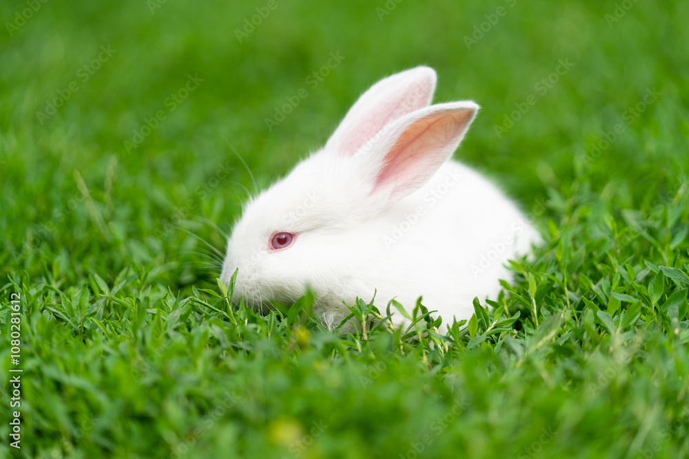 White rabbit, albino with red eyes, sits in the grass White rabbit, albino with red eyes, sits in the grass