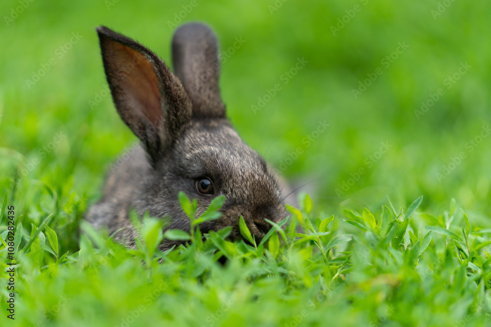 Fototapeta premium Cute adorable fluffy rabbit grazing on green grass. Little cute rabbit walking on meadow in green garden on bright sunny day. Easter nature