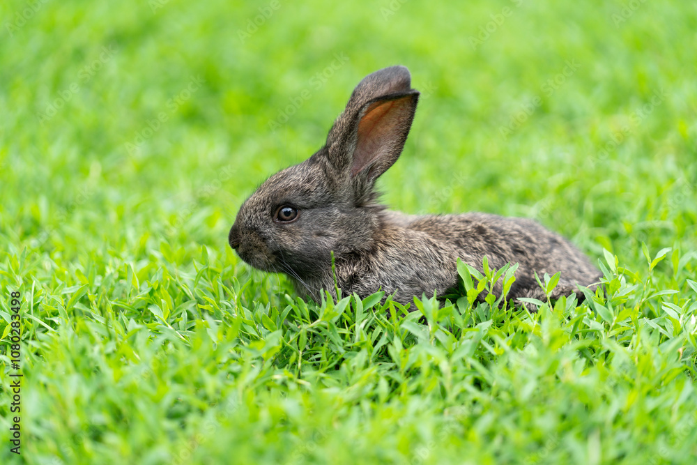 Cute adorable fluffy rabbit grazing on green grass. Little cute rabbit walking on meadow in green garden on bright sunny day. Easter nature Cute adorable fluffy rabbit grazing on green grass. Little cute rabbit walking on meadow in green garden on bright sunny day. Easter nature