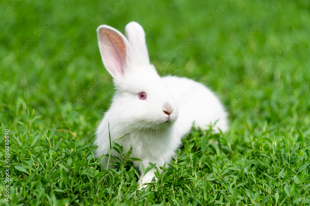 Obraz premium White rabbit, albino with red eyes, sits in the grass
