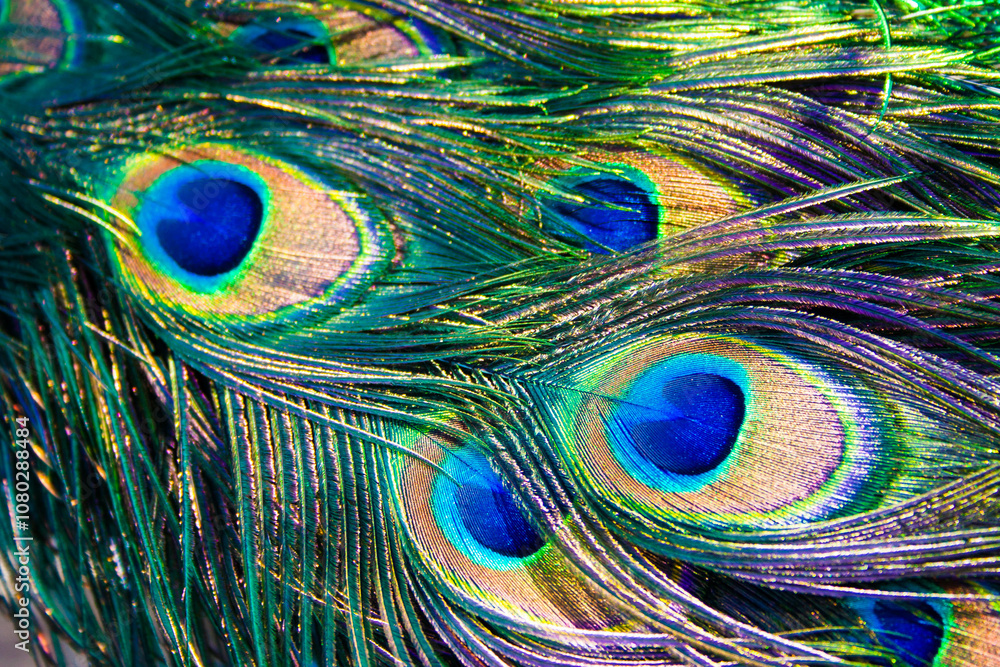 Fototapeta premium Macro photo of beautiful peacock bird feather