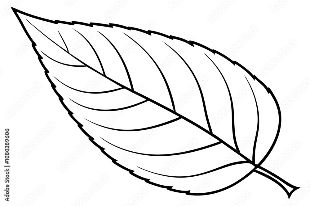 Simple Line Drawing of a Leaf Outline Isolated on White Background Simple Line Drawing of a Leaf Outline Isolated on White Background
