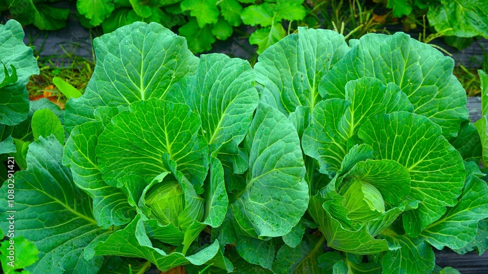 cabbages growing in the fields cabbages growing in the fields