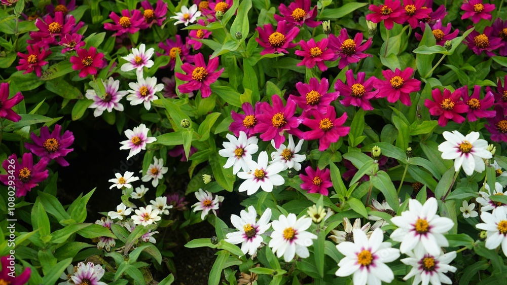 Zinnia angustifolia in full bloom Zinnia angustifolia in full bloom