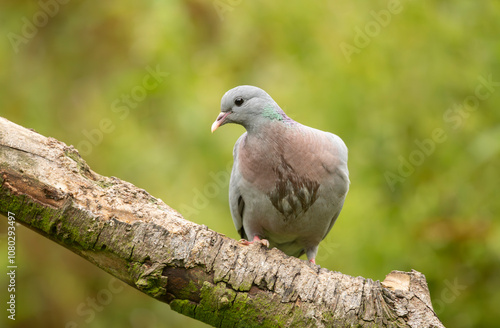 Stock Dove Columba oenas on a wooden perch