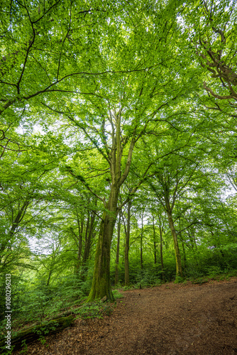 Mischwald im Gelpetal