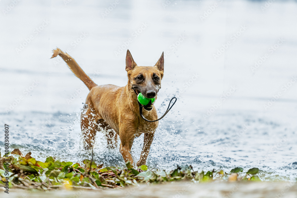 Malinois playing in the water. Happy dog running in the sea. Belgian Shepherd playing on the beach. Malinois playing in the water. Happy dog running in the sea. Belgian Shepherd playing on the beach.
