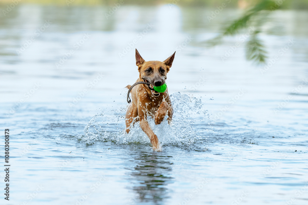 Malinois playing in the water. Happy dog running in the sea. Belgian Shepherd playing on the beach. Malinois playing in the water. Happy dog running in the sea. Belgian Shepherd playing on the beach.