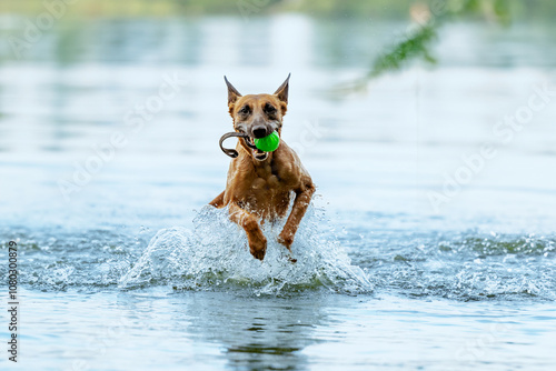 Malinois playing in the water. Happy dog ​​running in the sea. Belgian Shepherd playing on the beach. photo