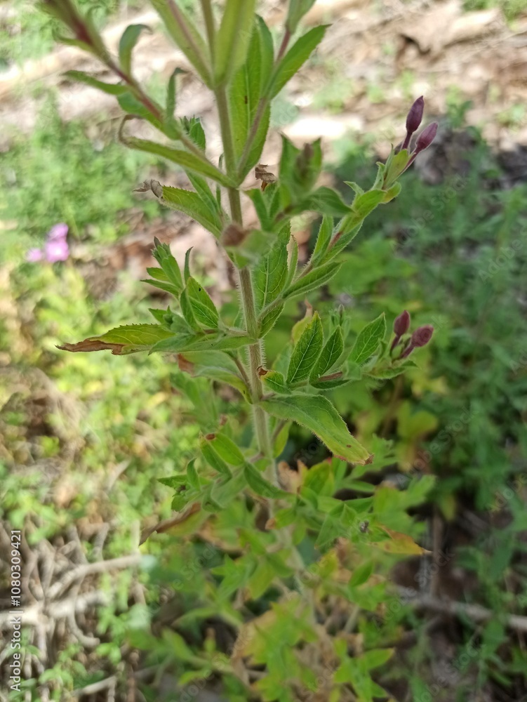 Great Hairy Willow herb, Épilobe à grandes fleurs, épilobe hirsute - Epilobium hirsutum - Onagracées, Onagraceae Great Hairy Willow herb, Épilobe à grandes fleurs, épilobe hirsute - Epilobium hirsutum - Onagracées, Onagraceae