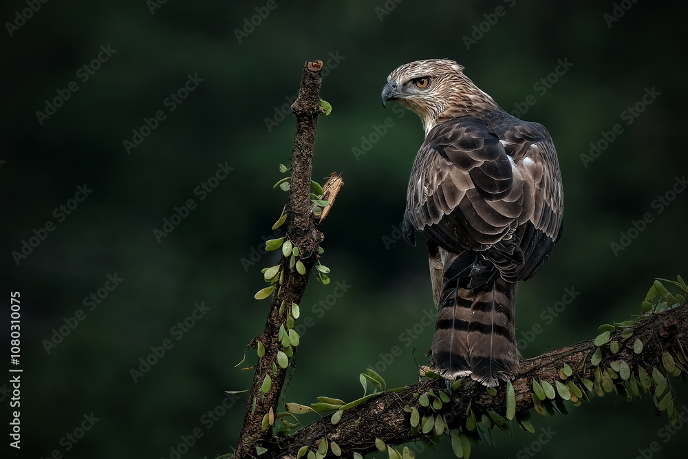 Fototapeta premium Changeable Hawk-Eagle or Nisaetus cirrhatus
