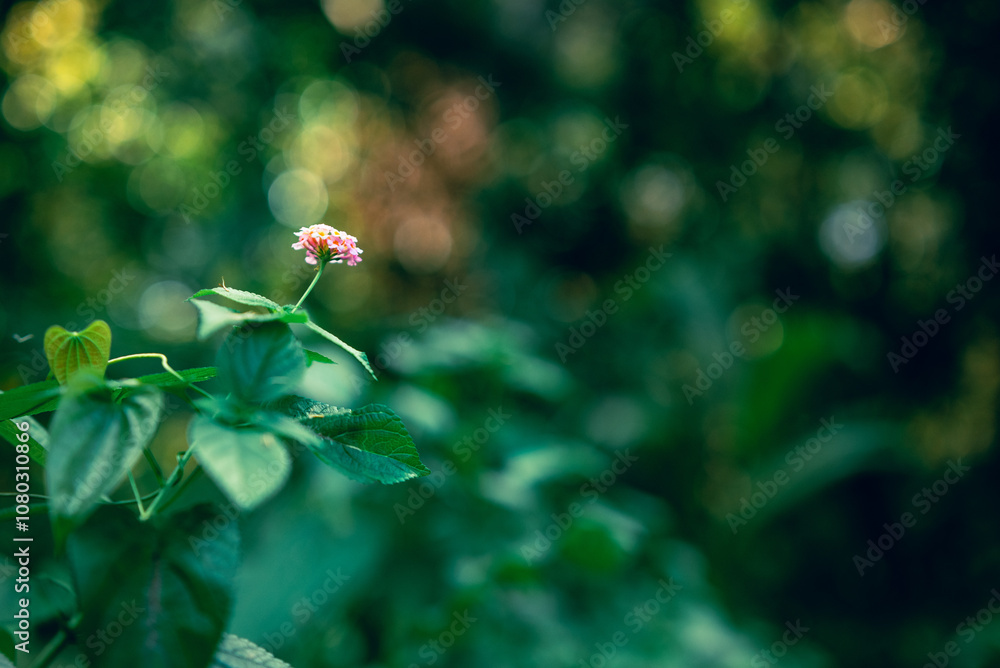 Lantana Camara flower. Natural green background Lantana Camara flower. Natural green background