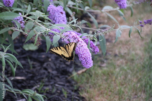 Butterfly on a butterfly bush