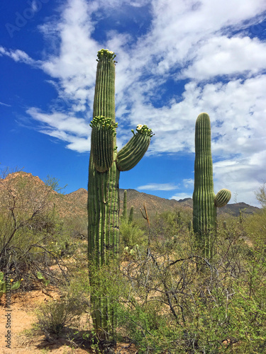 Saguaro National park, Arizona, USA photo