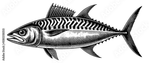 mackerel fish engraving black and white outline
