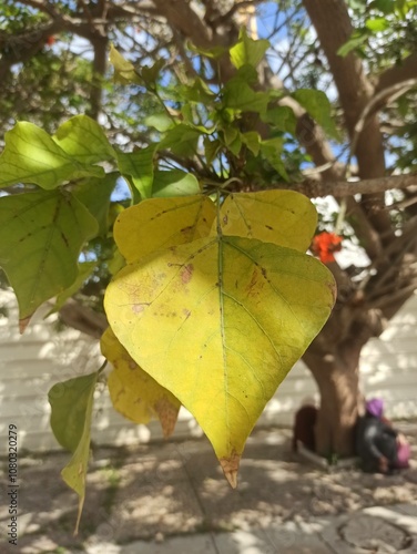 Kaffirboom, coast coral tree, Érythrine caffre, arbre corail côtier - Erythrina caffra - Fabaceae, Fabacées photo