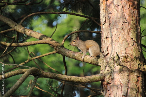 Squirrel in a tree