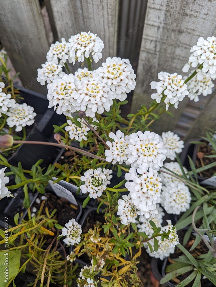 bouquet of white flowers bouquet of white flowers